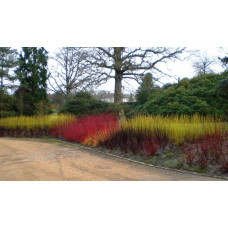 Дерен паростковий Флавірамеа | Cornus sericea Flaviramea | Дерен отпрысковый Флавирамеа