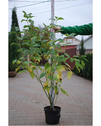 Дерен паростковий Флавірамеа | Cornus sericea Flaviramea | Дерен отпрысковый Флавирамеа