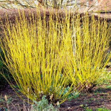 Дерен паростковий Флавірамеа | Cornus sericea Flaviramea | Дерен отпрысковый Флавирамеа