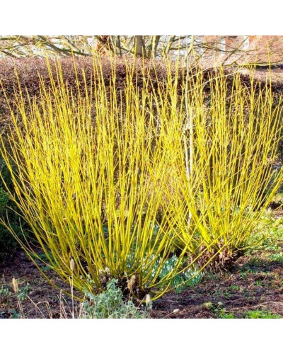 Дерен паростковий Флавірамеа | Cornus sericea Flaviramea | Дерен отпрысковый Флавирамеа