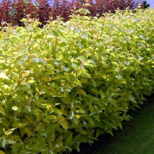 Дерен паростковий Флавірамеа | Cornus sericea Flaviramea | Дерен отпрысковый Флавирамеа