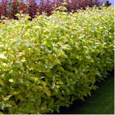 Дерен паростковий Флавірамеа | Cornus sericea Flaviramea | Дерен отпрысковый Флавирамеа