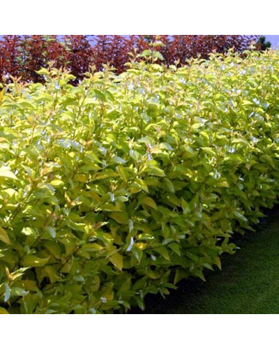Дерен паростковий Флавірамеа | Cornus sericea Flaviramea | Дерен отпрысковый Флавирамеа