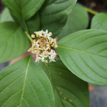 Дерен паростковий Флавірамеа | Cornus sericea Flaviramea | Дерен отпрысковый Флавирамеа