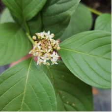 Дерен паростковий Флавірамеа | Cornus sericea Flaviramea | Дерен отпрысковый Флавирамеа