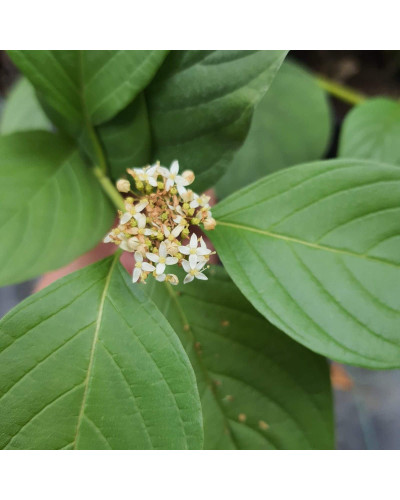 Дерен паростковий Флавірамеа | Cornus sericea Flaviramea | Дерен отпрысковый Флавирамеа