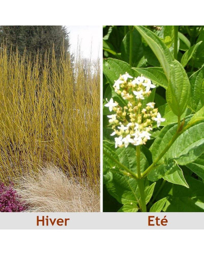 Дерен паростковий Флавірамеа | Cornus sericea Flaviramea | Дерен отпрысковый Флавирамеа