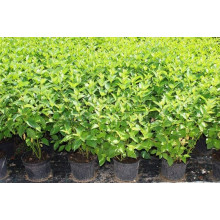 Дерен паростковий Флавірамеа | Cornus sericea Flaviramea | Дерен отпрысковый Флавирамеа