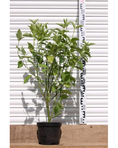 Дерен паростковий Флавірамеа | Cornus sericea Flaviramea | Дерен отпрысковый Флавирамеа