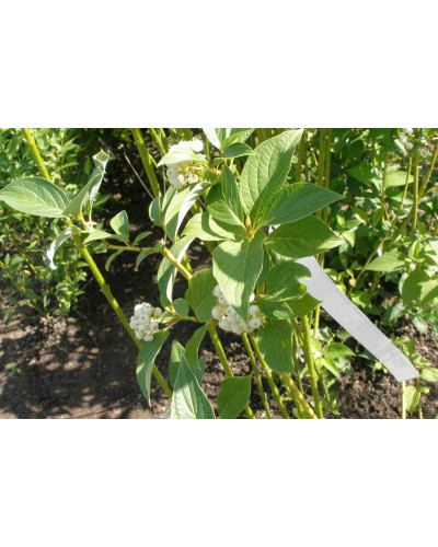 Дерен паростковий Флавірамеа | Cornus sericea Flaviramea | Дерен отпрысковый Флавирамеа