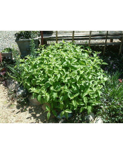 Дерен паростковий Флавірамеа | Cornus sericea Flaviramea | Дерен отпрысковый Флавирамеа