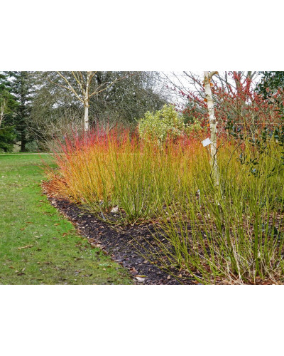 Дерен паростковий Флавірамеа | Cornus sericea Flaviramea | Дерен отпрысковый Флавирамеа