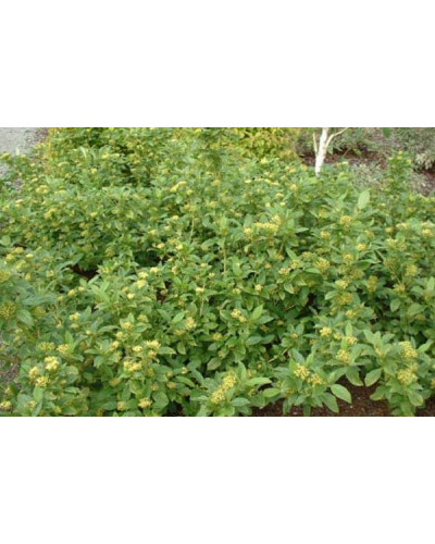 Дерен паростковий Флавірамеа | Cornus sericea Flaviramea | Дерен отпрысковый Флавирамеа