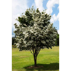 Дерен Коуза | Cornus cousa