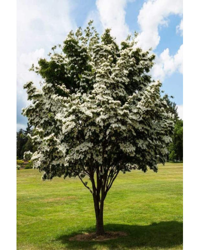Дерен Коуза | Cornus cousa