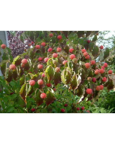 Дерен Коуза | Cornus cousa