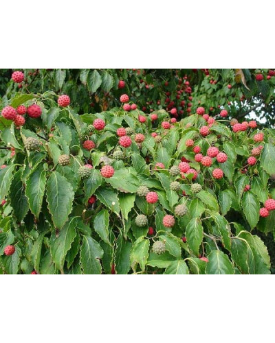 Дерен Коуза | Cornus cousa