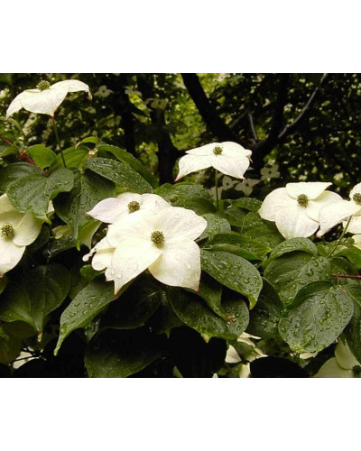 Дерен Коуза | Cornus cousa