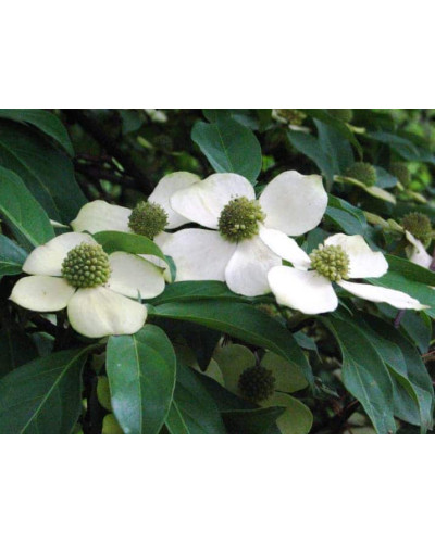Дерен Коуза | Cornus cousa