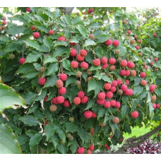 Дерен Коуза | Cornus cousa