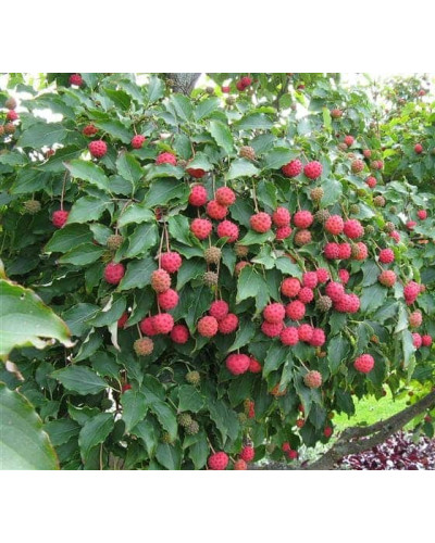 Дерен Коуза | Cornus cousa