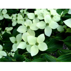Дерен Коуза | Cornus cousa