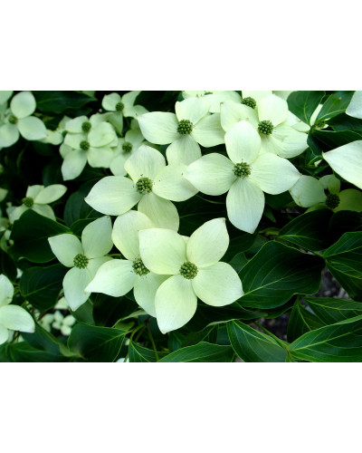 Дерен Коуза | Cornus cousa