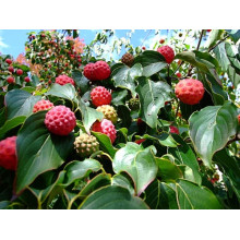 Дерен Коуза | Cornus cousa