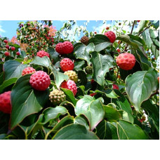 Дерен Коуза | Cornus cousa