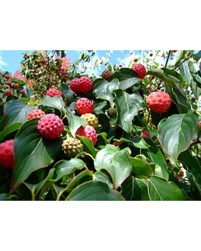 Дерен Коуза | Cornus cousa