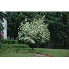 Дерен Коуза | Cornus cousa