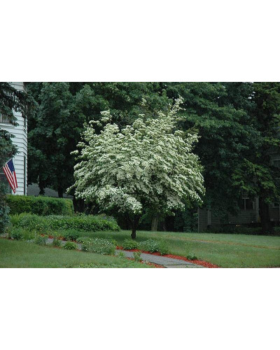 Дерен Коуза | Cornus cousa