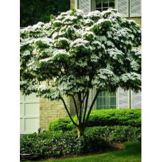 Дерен Коуза | Cornus cousa