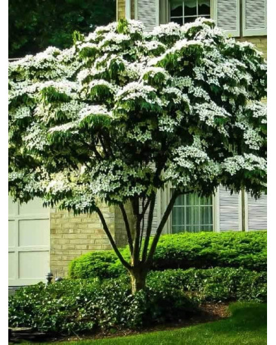 Дерен Коуза | Cornus cousa