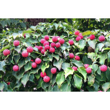 Дерен Коуза | Cornus cousa