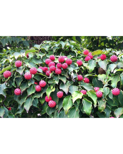 Дерен Коуза | Cornus cousa