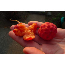Дерен Коуза | Cornus cousa
