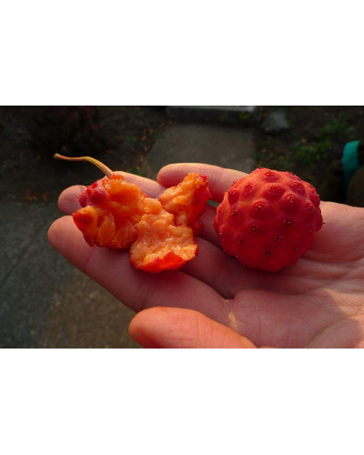 Дерен Коуза | Cornus cousa