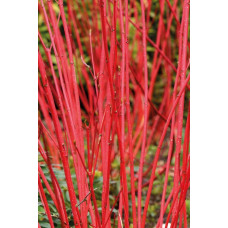 Дерен білий Сібіріка | Cornus alba Sibirica | Дерен белый Сибирика