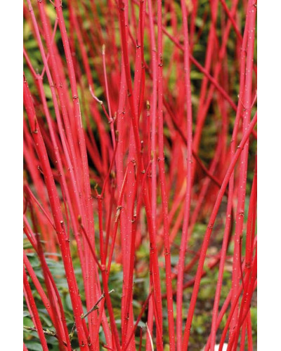 Дерен білий Сібіріка | Cornus alba Sibirica | Дерен белый Сибирика