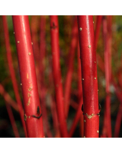 Дерен білий Сібіріка | Cornus alba Sibirica | Дерен белый Сибирика