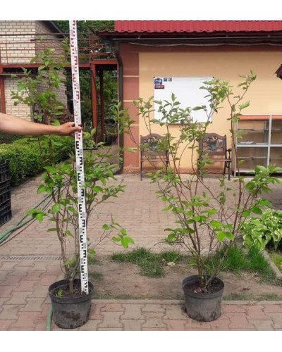 Дерен білий Сібіріка | Cornus alba Sibirica | Дерен белый Сибирика