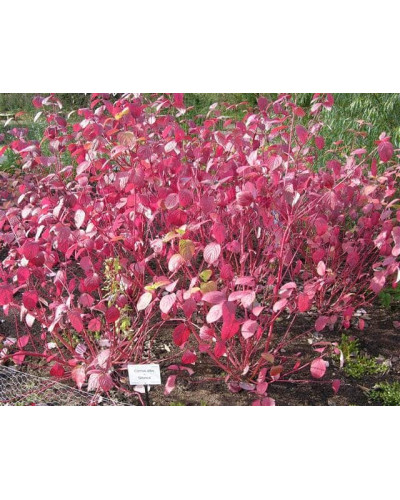 Дерен білий Сібіріка | Cornus alba Sibirica | Дерен белый Сибирика