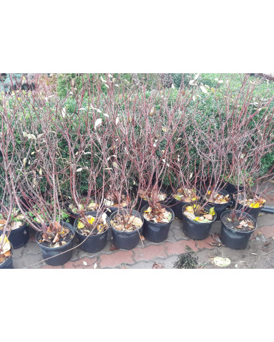 Дерен білий Сібіріка | Cornus alba Sibirica | Дерен белый Сибирика