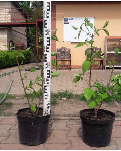 Дерен білий Сібіріка | Cornus alba Sibirica | Дерен белый Сибирика