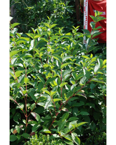 Дерен білий Сібіріка | Cornus alba Sibirica | Дерен белый Сибирика