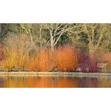 Дерен білий Сібіріка | Cornus alba Sibirica | Дерен белый Сибирика