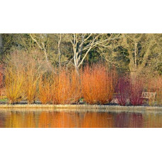 Дерен білий Сібіріка | Cornus alba Sibirica | Дерен белый Сибирика
