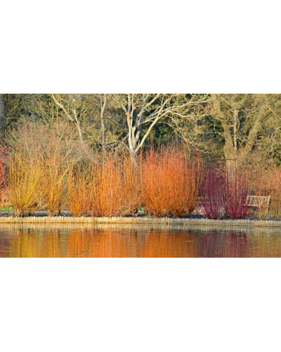 Дерен білий Сібіріка | Cornus alba Sibirica | Дерен белый Сибирика