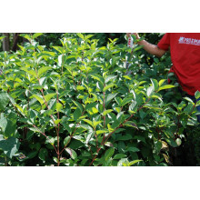 Дерен білий Сібіріка | Cornus alba Sibirica | Дерен белый Сибирика